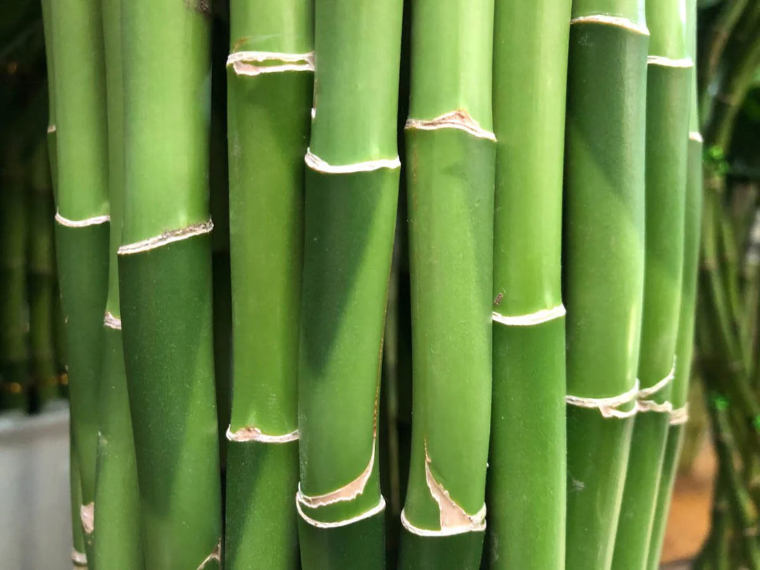 Bambu